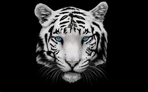 白虎桌布|[320+] White Tiger Wallpapers